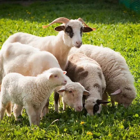 Goscinne Kornelia- Jacuzzi, Sauna ! *